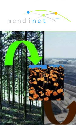 Resultado de imagen de sabando biomasa
